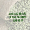 E34(Raw) Ethiopia Gesha Village Shaya Gori Gesha Natural-SINGLE-TERROIR Green Coffee Bean - Quality Life Coffee